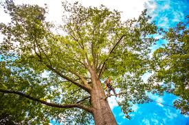 How Our Tree Care Process Works  in  George Mason, VA